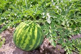 Melonen Anbauen Pflanzen Von Wassermelone Und Honigmelone Gartendialog De Melonen Anbauen Pflanzen Gewachshaus Pflanzen