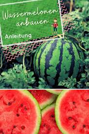 Gemuse Auf Dem Balkon Anbauen Wassermelone Anbauen Wassermelone Pflanzen Wassermelone