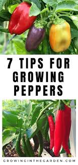 How To Grow Peppers Growing Peppers Growing In The Garden Veggie Garden Stuffed Peppers Growing Peppers