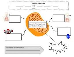 Photosynthesis And Cellular Respiration Graphic Notes Photosynthesis And Cellular Respiration Cellular Respiration Photosynthesis