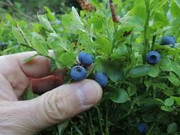 Wald Heidelbeeren Heidelbeeren Pflanzen Pflanzen Heidelbeeren Dungen