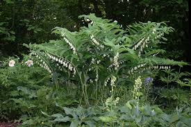 Forum Garten Pur De Galeriebild Polygonatum Commutatum Garten Pur Bluhende Pflanzen Garten