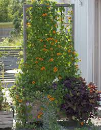 Die Besten Kletterpflanzen Fur Den Sichtschutz Besten Den Die Fur Kletterpflanzen Sichtschutz In 2020 Landscaping Tools Outdoor Structures Plants
