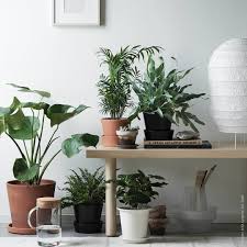 Ikea Storuman Pflanzen Fur Innen Pflanzen Dekor Ubertopfe Ikea