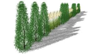 Sichtschutzkombination Mit Saulenhainbuche Und Miscanthus Hecke Als Gruner Sichtschutz Hecke Landschaftsgestaltung Rund Um Baume Hinterhof Baume