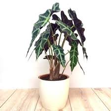 Alocasia Polly Kopen Beste Prijs Kwaliteit Kamerplanten Flaporen Bloemplanten