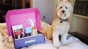 Then use this pet friendly accommodations guide to learn about las vegas hotels and motels that allow dogs, cats, and other. Pet Friendly Hotels In Las Vegas The Cosmopolitan