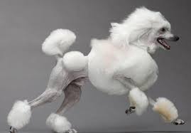 Curly poodles look lovely with short toy poodle haircuts & hairstyles. 10 Haircuts For Poodles With Styles And Pictures
