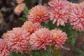 Chrysanthemum Freilandchrysanthemen Chrysantheme Bluhende Pflanzen Garten Pur
