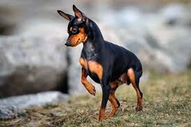 Anticamente a malta si allevavano cani molto simili ai piccoli. 30 Razze Di Cani Piccoli A Pelo Corto Senza Problemi Di Toelettatura