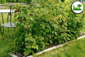 Naschgarten Anlegen Eigenes Obst Und Gemuse Garten Leber Blog Garten Ideen Garten Garten Design