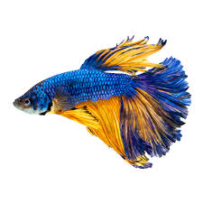 Admin , blue , halfmoon , mustard gas no comments. Blue Mustard Male Betta Fish Fish Goldfish Betta More Petsmart