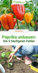 Paprika Anbauen Die 5 Haufigsten Fehler Garten Anpflanzen Garten Bepflanzen Garten Ideen Gemuse
