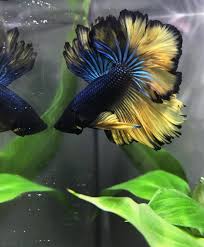 He is an aggressive betta, flares well and will not. My First Mustard Gas Betta Meet Makoto Bettafish
