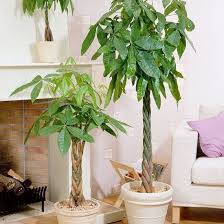 11 Plants That Attract Money Bring Fortune To Your Home In 2020 Plants Money Trees Indoor Plants