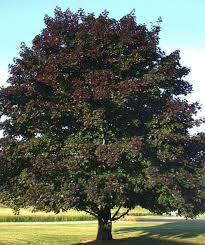 Crimson King Norway Maple Bower Branch