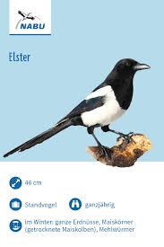 Pin Auf Vogel Im Garten