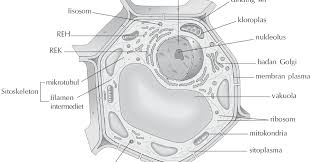 Carilah Gambar Sel Hewan Dan Sel Tumbuhan Sel Tumbuhan Beserta Organel Dan Fungsinya Lengkap Biologi Sel Buatlah Tabel Perbedaa Sel Hewan Sel Tumbuhan Gambar