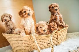 Mini Goldendoodles Wicker Laundry Basket Goldendoodle Laundry Basket