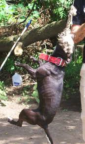 Welcome to game dog forum. Conditioned Apbt S