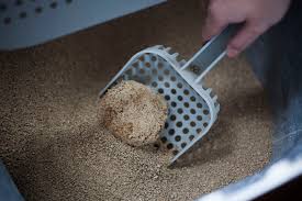 While traditional clay litter dominates the market, there are less expensive options you can use for your cats. Considering A Corn Litter For Cats I Use One Here Are Some Great Options