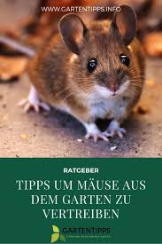 Hilfreiche Tipps Um Mause Aus Dem Garten Zu Vertreiben Ratten Vertreiben Marder Vertreiben Vertreiben