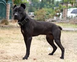 Вы здесь » azerbaycan gamedog forum. Pin On Apbts