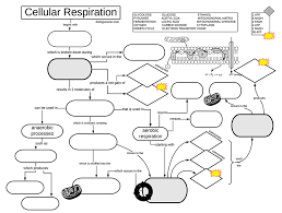 Cellular Respiration Graphic Organizer Cellular Respiration Biology Classroom Ap Biology