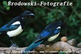 Die Elster Steckbrief Brutzeit Nahrung Vogel Bilder Referat Elstern