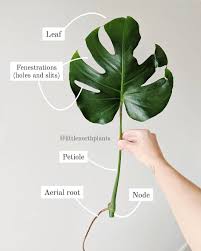 Pin On Plant Propagation