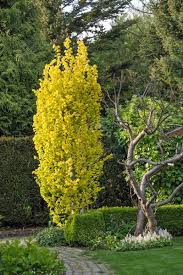 Goldulme Gartenzauber Straucher Garten Goldulme Kleine Gartenbaume