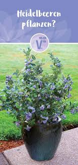 Heidelbeeren Pflanzen Die Pflege Der Kulturheidelbeeren Standort Heidelbeere Im Topf Sta Garten