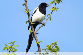 Elstern Dauerhaft Vertreiben 3 Ansatze Gegen Die Raubvogel Gartenlexikon De