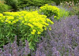 Http Www Pictokon Net Bilder Juni Bilder Botanischer Garten Hamburg 018 Nepheta Grandiflora Und Euphorbia Cornigera Goldener Botanischer Garten Garten Bilder