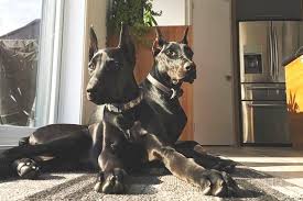 Explore 37 listings for black doberman puppies for sale at best prices. Are All Black Dobermans Rare Doberman Planet