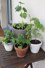 Der Selbstversorger Balkon Im Mai Garten Fraulein Der Garten Blog Garten Balkon Pflanzen Pflanzen