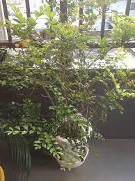 シマトネリコの育て方 剪定や植え替え 観葉植物ブログ緑組 植物の育て方