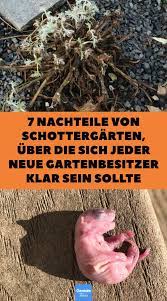 7 Gute Grunde Gegen Einen Schottergarten Kiesgarten Garten Schotter