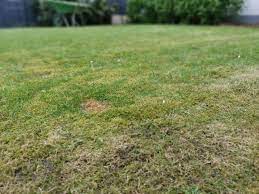 Die Gartensaison 2018 War Echt Ein Ganz Schon Hartes Jahr Fur Den Rasen Obwohl Ich Mit Brunnenwasser Bewassert Habe Obwohl Ich Bere Rasen Garten Rasenpflege