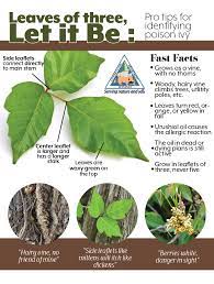 Poisonivy Tips For Identifying Year Round In Backyard Woods And Everywhere Outdoors Poison Ivy Plants Plants Ivy Plants