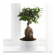 Ikea Us Furniture And Home Furnishings Ficus Microcarpa Ficus Ginseng Plant