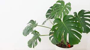 Gatenplant Monstera Deliciosa Max Vandaag