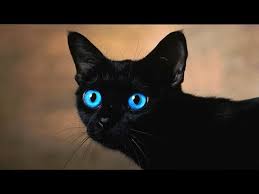 Your cat is likely to have a basic personality but shows different mannerisms from day to day. Ojos Azules Cat Info History Personality Kittens Diet Pictures Cat Breed Selector