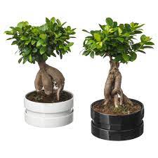 Ikea Us Furniture And Home Furnishings Ginseng Plant Ficus Microcarpa Plants