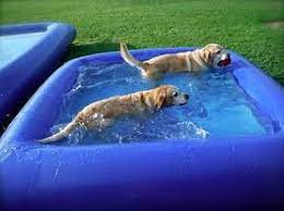 The Ultimate Dog Pool Dog Pool Dogs Dog Yard