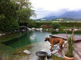 This Would Be A Dream Come True Natural Pool Dog Mountains Natural Pool Natural Swimming Ponds Swimming Pond
