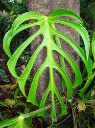 Pin On Plants I Want