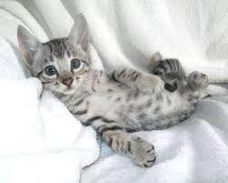 Where do you even find a bengal cat for sale?! Lap Leopard Bengals Bengal Kittens For Sale Near Me