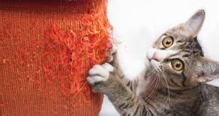 Some cats suffer so much from boredom that they even one great way to prevent boredom is using food toys. 7 Signs Your Cat Is Bored Petcoach