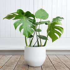 Monstera In Pure White Jpg 1 200 1 200 Pixels Philodendron Plant Philodendron Monstera Philadendron Plant